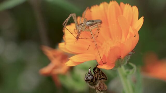 A lynx spider wrapping its prey