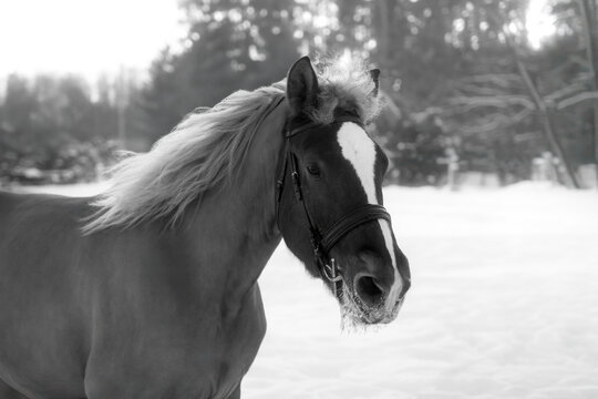 Black and white horse with bridle standing in snowy winter landscape with forest background