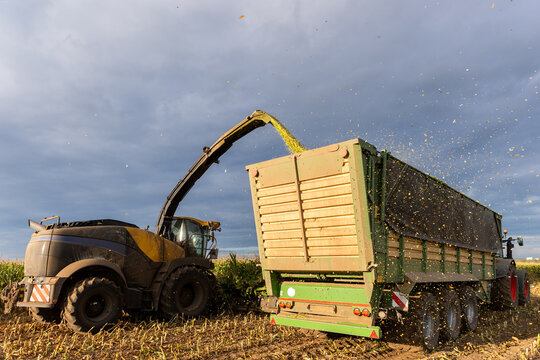 Modern forage harvester combiner harvesting silage maize corn tractor trailer corn field warm sunny autumn morning with overcast cloudy sky. Heavy agricultural machinery work. Livestock feeding corn