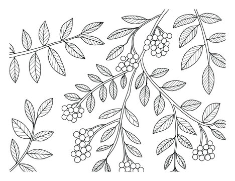 Dibujo para colorear de ramas de serbal en blanco y negro dibujadas a mano