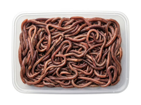Top view of live earthworms in a clear plastic container for fishing bait isolated on transparent background