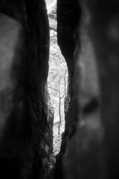 Black and white photo of a tree viewed through a narrow rocky crevice in the forest