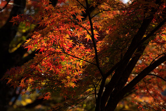 逆光の紅葉