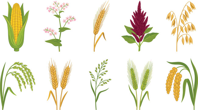 Cereal Grains and Agricultural Crops Vector Icon Set Featuring Wheat Corn Rice Barley Oats Millet Amaranth Buckwheat Plants