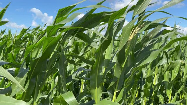 green corn stalks sway in the strong wind. A view from below of a corn field on a bright sunny day