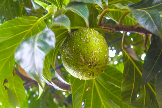 breadfruit on tree