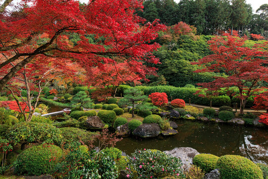 京都宇治　紅葉の三室戸寺 庭園