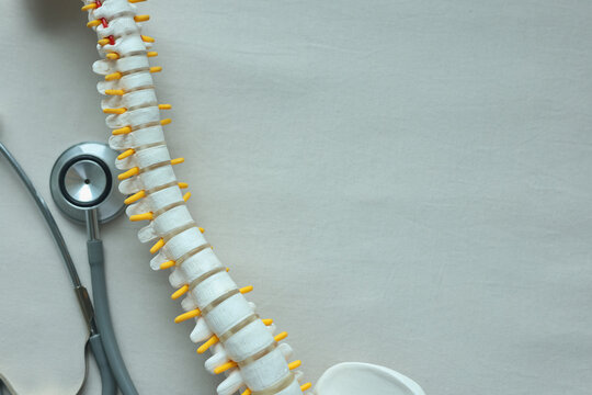 close up top view on human skeleton back and spine bone on background for treatment and healthcare concept