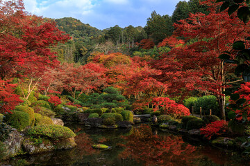 Fototapeta premium 京都宇治 紅葉の三室戸寺 庭園