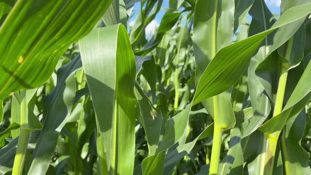 The long, lush leaves of the maize plants are blowing and rustling in a steady breeze.