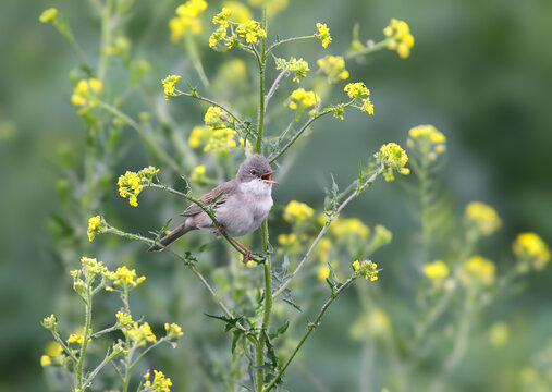 A greater whitethroat singing with open beak while perched on a weathered wooden post.