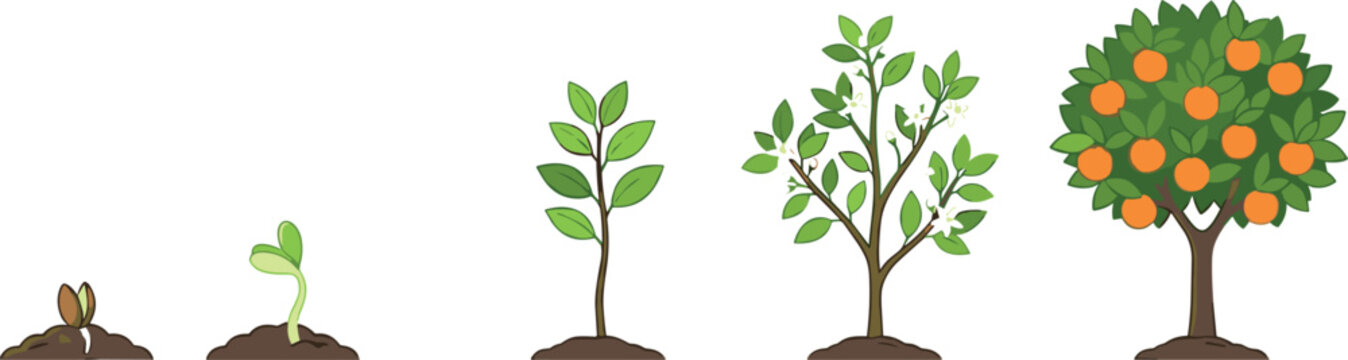 Orange Tree Growth Cycle Vector Illustration Showing Seed Germination Sprout Sapling Flowering and Mature Fruit Bearing Stages for Botanical Infographics