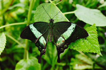 Butterfly in a butterfly garden © diaghe