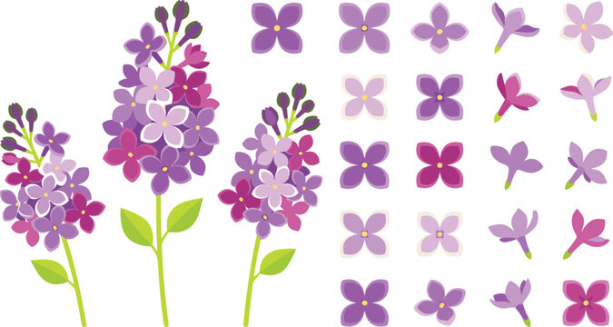 Vibrant purple lilac flowers vector illustration kit featuring blooming botanical panicle clusters fresh green leaves and single four-petal blossom heads isolated on white background