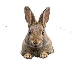 Fototapeta premium Cute brown rabbit looking at camera isolated on transparent background