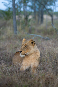 A lioness lying in the grass and looking tot the side at dusk, Greater Kruger. 