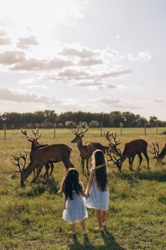 Two girls in blue dresses holding hands watching deer herd at sunset in green field