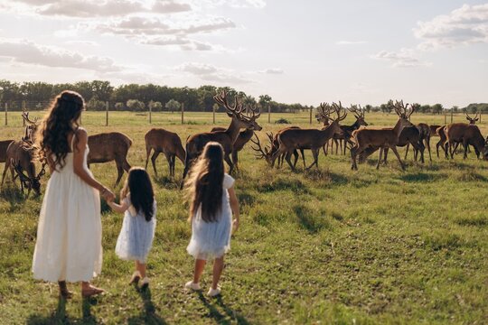 Mother with little daughters watching herd of deer in meadow during sunset