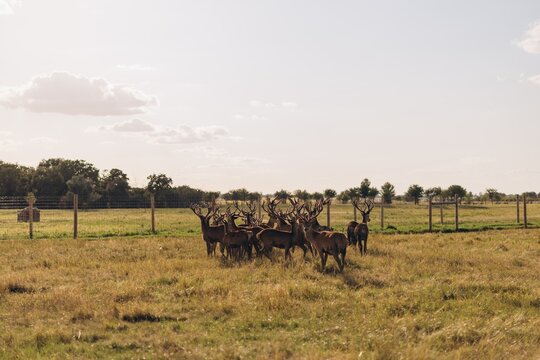 Herd of red deer stags standing together behind fence in field at sunset