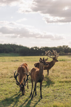 Red deer stags and young deer in green field at sunset