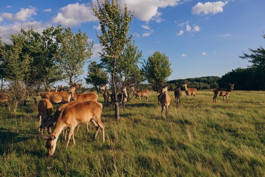 Herd of female red deer grazing in green field near trees at sunset