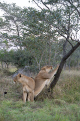 A lioness sharpening her claws on a tree trunk, Greater Kruger.  © Anna