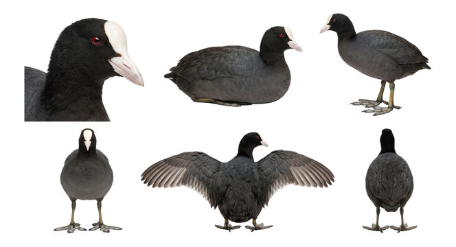 eurasian coot in multiple poses, collection, isolated on a transparent background