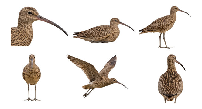 eurasian curlew in multiple poses, collection, isolated on a transparent background