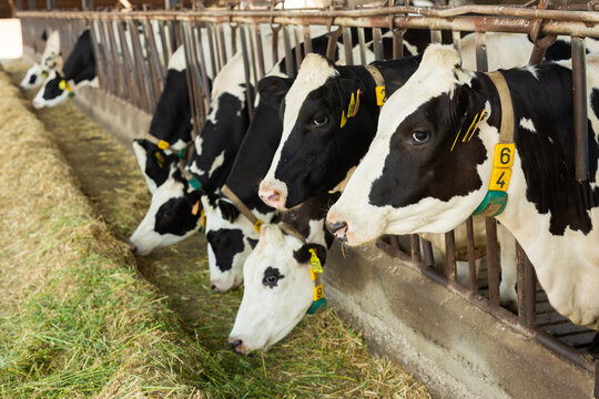 Cows feeding on hay in barn