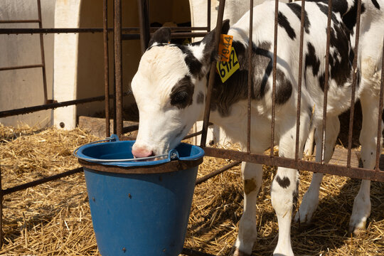 Calf drinks in paddock at livestock farm