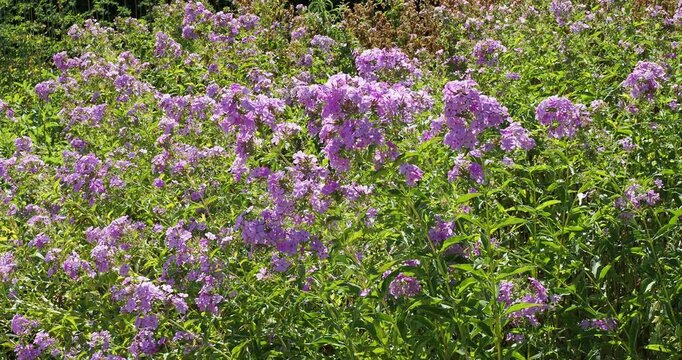 Phlox paniculata oder amplifolia' Minnehaha'. Hohe stauden-phlox oder Rispige flammenblumen mit Bl&uuml;ten erscheinen in dichten Rispen an der Spitze der St&auml;ngel biegen sie sich leicht im Wind