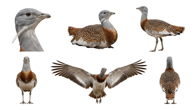 great bustard in multiple poses, collection, isolated on a transparent background