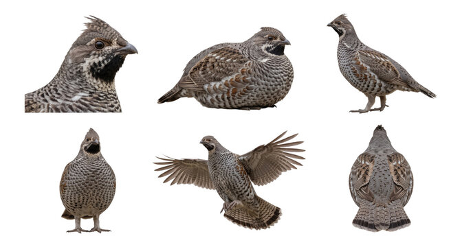 hazel grouse in multiple poses, collection, isolated on a transparent background