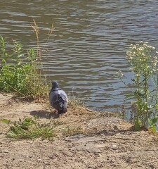 pigeon on the water © Zorica RK