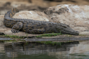 Fototapeta premium A Nile crocodile (Crocodylus niloticus) lies at the bank of a small dam