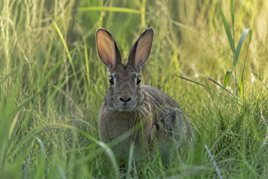 A startled wild rabbit frozen in tall grass, ears erect and eyes wide with alarm.