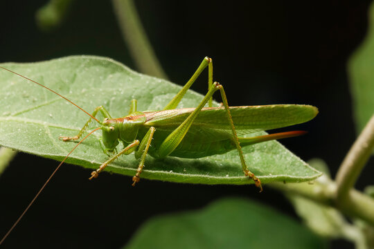 Close up macro texture of a green grasshopper cricket in aubergine plant camouflaged in bright directional light. Nature and insect world concept