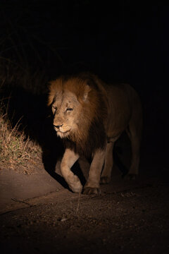 A male lion walking in the spotlight at night, Greater Kruger.