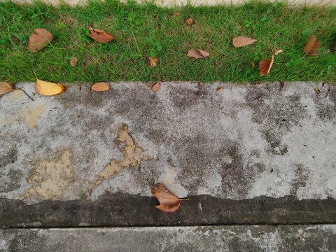 Weathered Concrete Edge with Green Grass and Fallen Leaves Natural Outdoor Texture