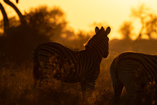 Silhouette of a plains zebra standing in the golden sunlight, Greater Kruger. 