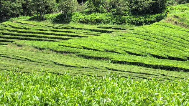 Expansive view of a tea plantation of Azores islands, featuring terraced rows of tea bushes, Sao Miguel