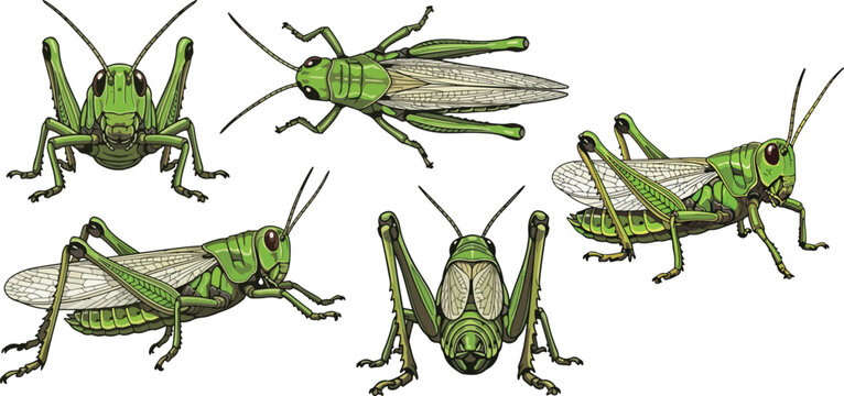 vector illustration clipart of grasshopper with 5 poses semi realistic art style 02