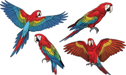 vector illustration clipart of parrot bird with 4 poses semi realistic art style 01 © weng