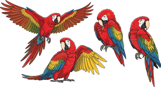 vector illustration clipart of parrot bird with 4 poses semi realistic art style 02
