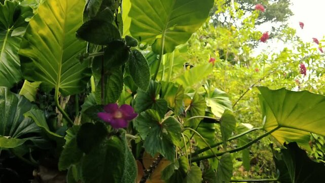 Lush green tropical plants with large leaves and purple flower close-up outdoors nature rain time background