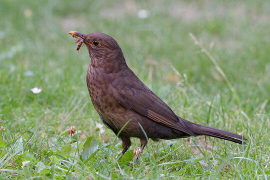 Amsel
