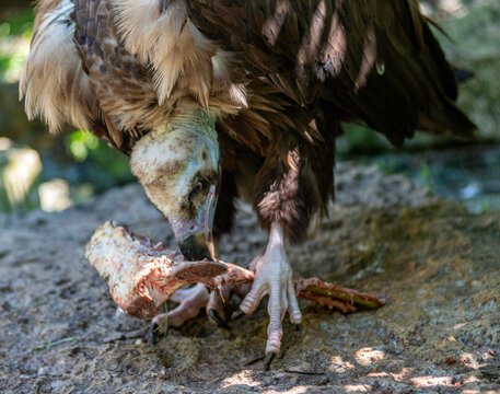 Vautour moine en train de manger en Dombes, Ain, France
