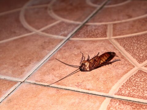 Close-up shot of a dead or dying brown cockroach lying upside down on a ceramic tile floor. Ideal for pest control, home infestation, hygiene, extermination, and sanitation concepts