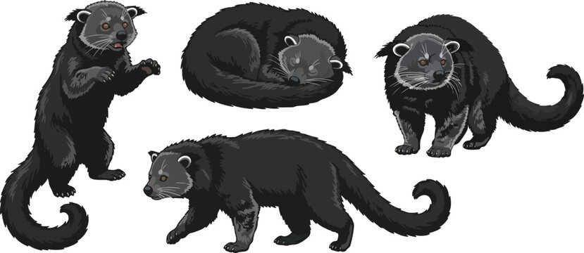 vector illustration clipart of binturong with 4 poses semi realistic art style 02