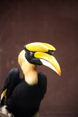 Fototapeta premium Portrait of a Toucan